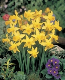 Narcis February Gold